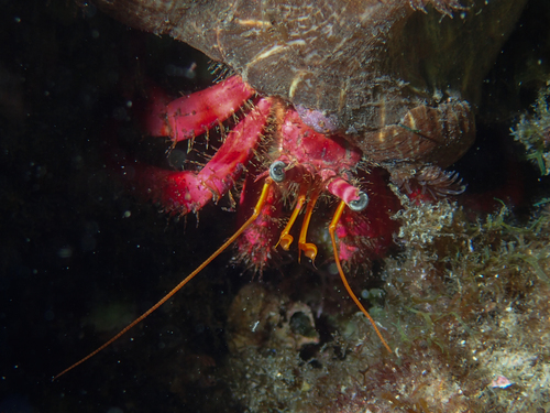 Dardanus calidus