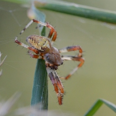 Araneus marmoreus