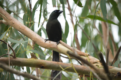 Crypsirina temia