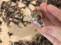 Austrobalanus imperator