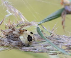 Araneus marmoreus