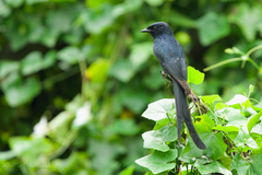 Dicrurus macrocercus thai