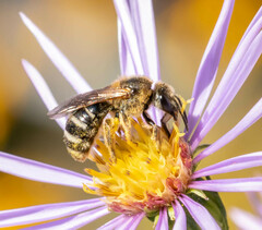 Lasioglossum