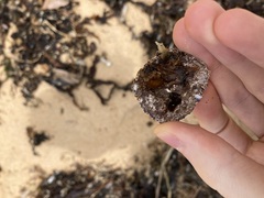 Austrobalanus imperator