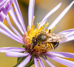 Lasioglossum