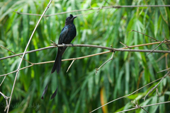 Dicrurus paradiseus paradiseus