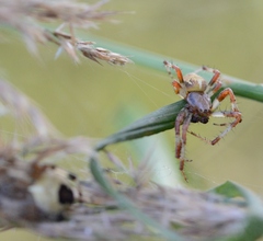 Araneus marmoreus
