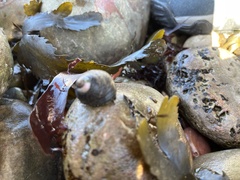Littorina littorea