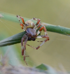 Araneus marmoreus