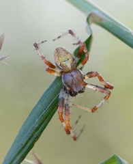 Araneus marmoreus