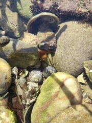 Clibanarius erythropus