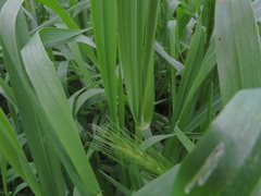 Hordeum murinum glaucum