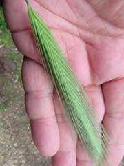 Hordeum murinum glaucum