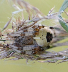Araneus marmoreus