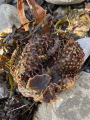 Saccorhiza polyschides