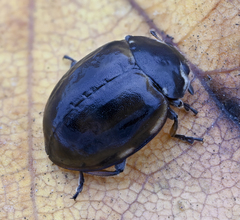 Harmonia quadripunctata
