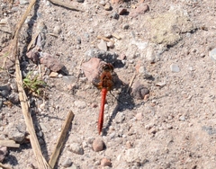Sympetrum sanguineum