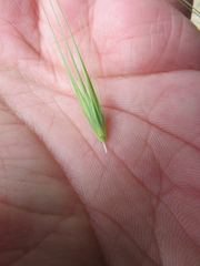 Hordeum murinum glaucum