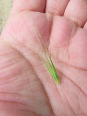 Hordeum murinum glaucum