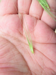 Hordeum murinum glaucum
