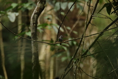 Muscicapa sethsmithi