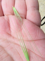 Hordeum murinum glaucum