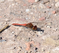 Sympetrum sanguineum