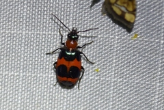 Lebia bitaeniata