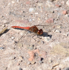 Sympetrum sanguineum