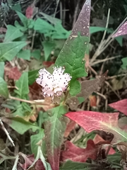 Persicaria runcinata