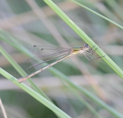Lestes sponsa