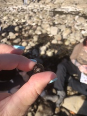 Steromphala umbilicalis