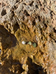 Littorina saxatilis