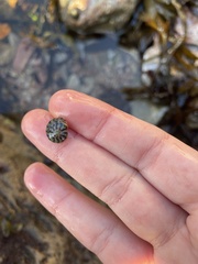 Steromphala umbilicalis