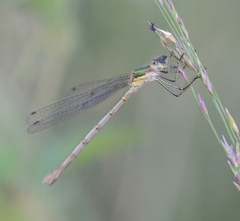 Lestes sponsa