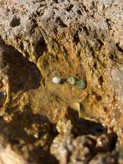 Littorina saxatilis