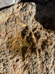 Lichinaceae