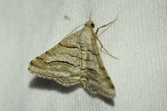 Digrammia continuata