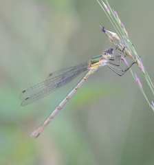 Lestes sponsa