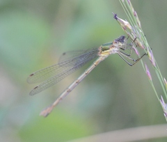 Lestes sponsa