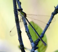 Lestes sponsa