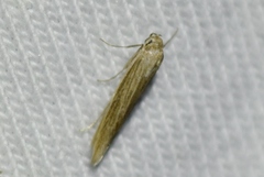 Haplochrois bipunctella