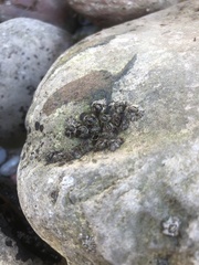 Austrominius modestus