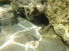 Mullus barbatus