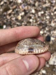 Naria erosa