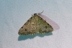 Frederickia nigricomma