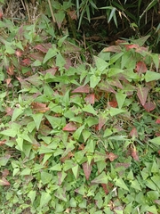 Persicaria runcinata