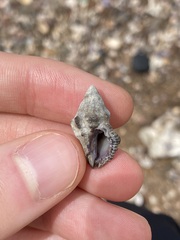 Muricidae