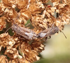 Ortholomus punctipennis