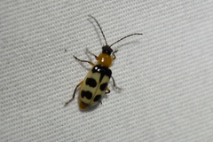 Paranapiacaba tricincta